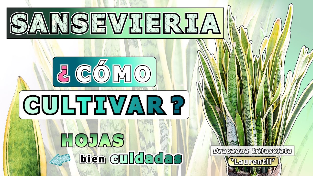 CULTIVAR SANSEVIERIA (ESPADA DE San Jorge)🗡| RIEGO, LUZ y BIOLOGÍA | #sansevieria #lenguadesuegra