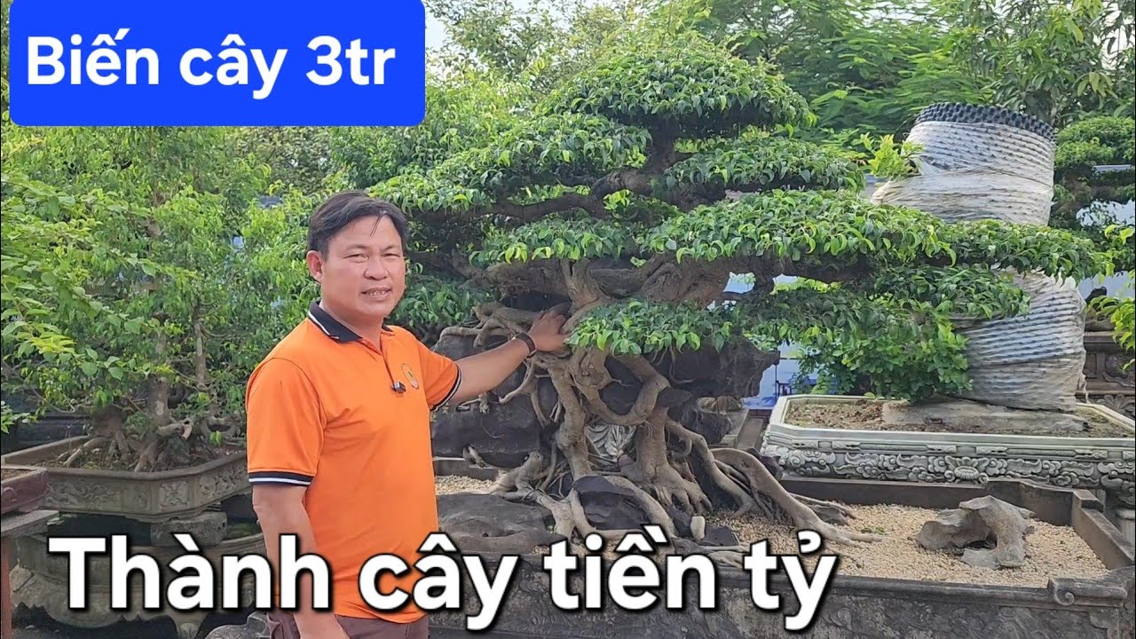 Thực tế anh Dũng coca biến củi thành cây như thế nào ?