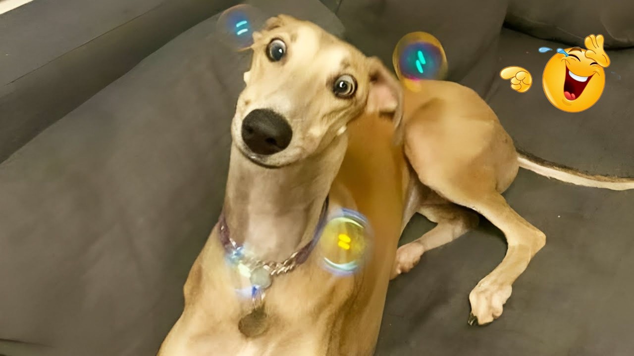 HILARIOUS DOGS Being Weird 🤪 NEW Funniest Dogs Video 2026