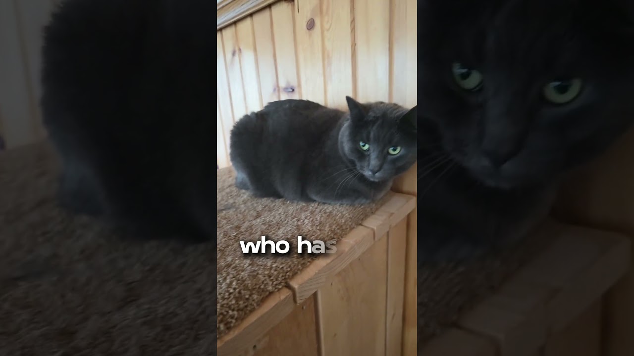 Кот Тала😼🥰