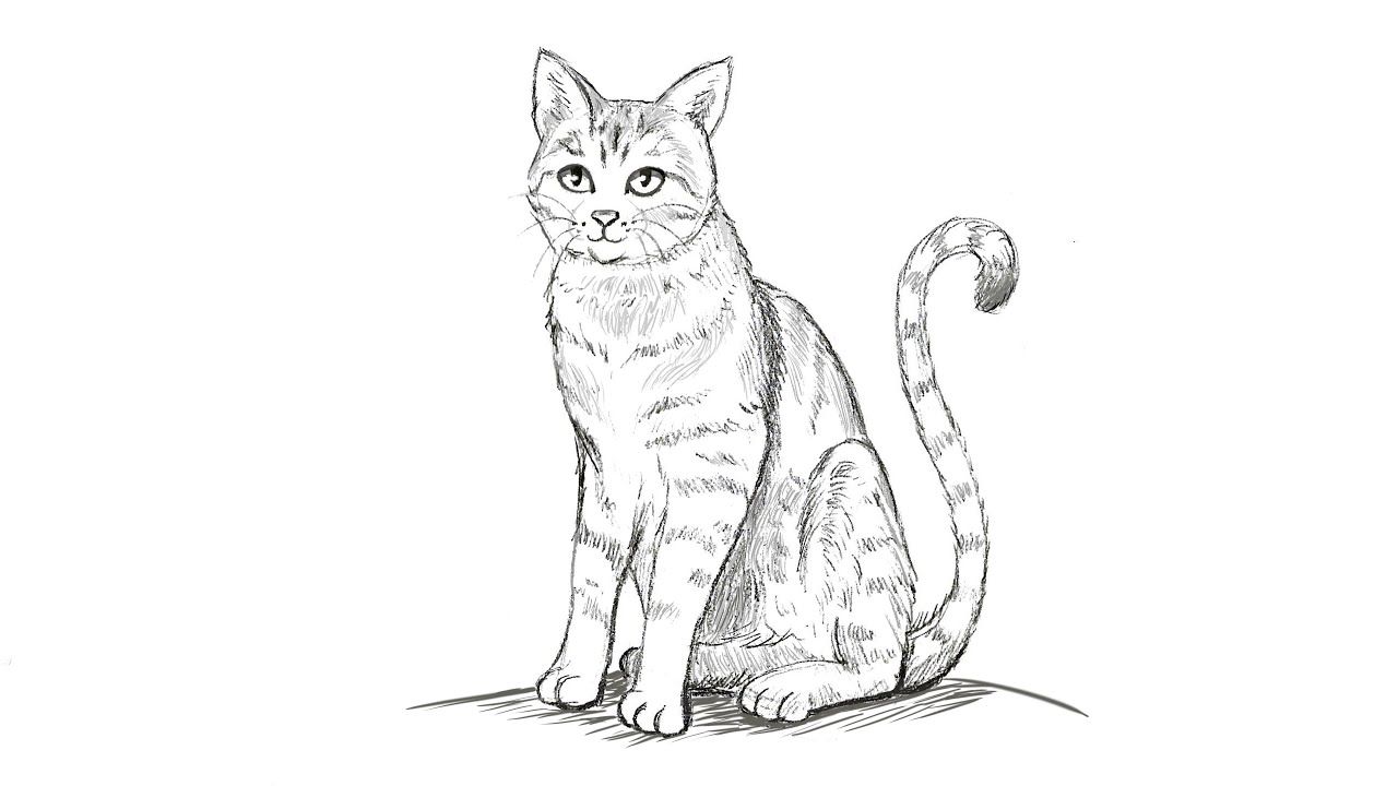 Comment dessiner un chat [Tuto]