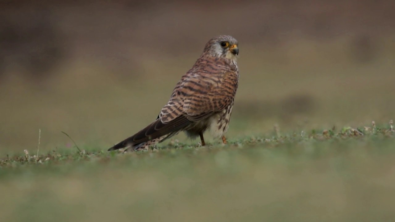 Lesser Kestrel