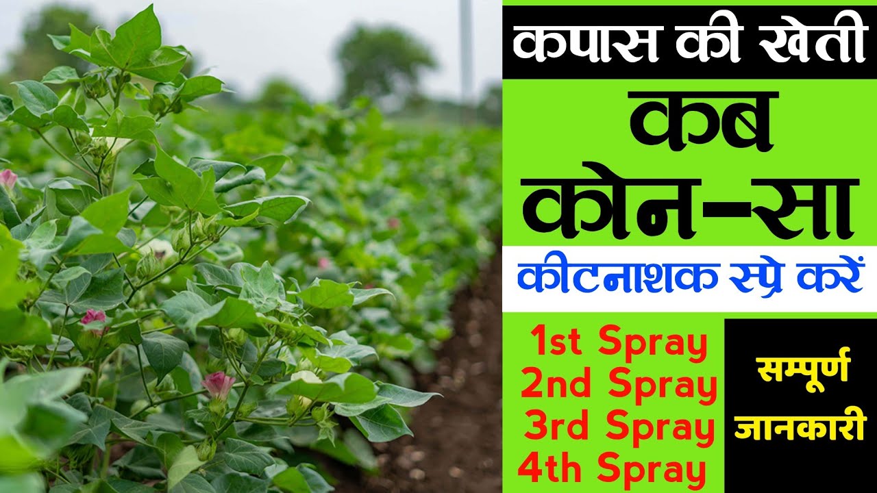 कपास की खेती | kapas main kitnashak ka spray kab aur konsa karen | cotton spray schedule