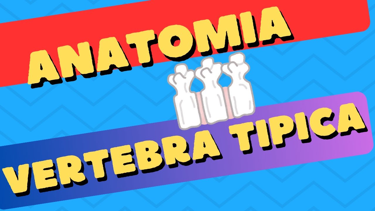 ANATOMIA de una VERTEBRA TIPICA