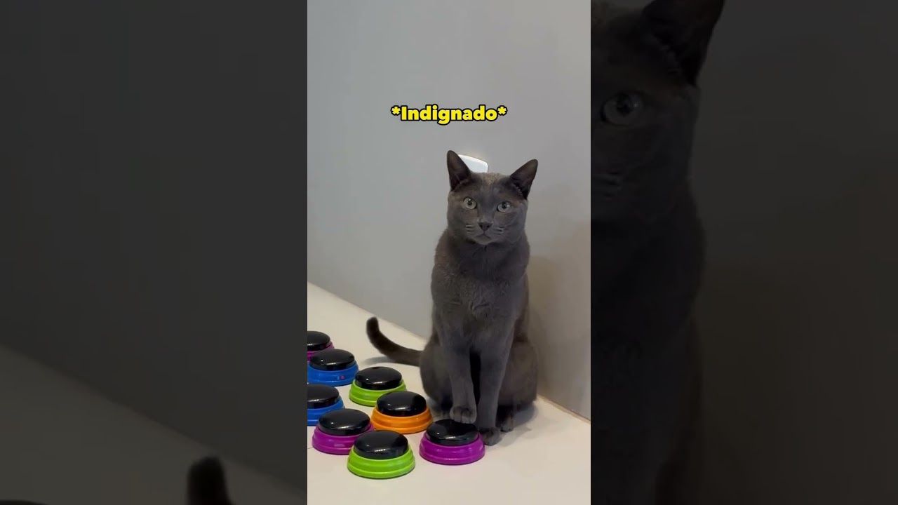 A express&atilde;o do Marshall mudando 😂#gatos #gatosfofos#gatofalante #gatoquefala #trigatos