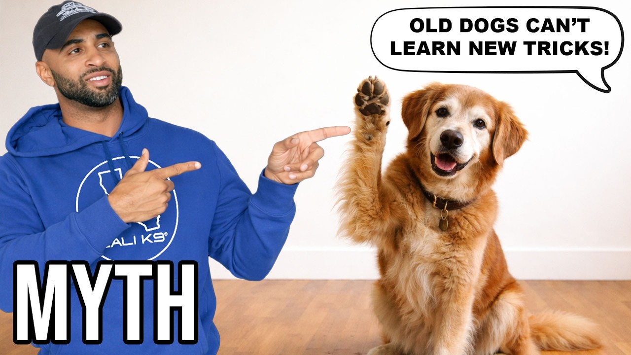 Stop Believing These LIES About Dog Training – The Ultimate Myth Buster