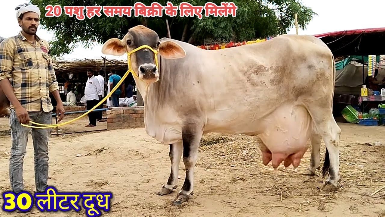 30 लीटर दूध की गाय आई बिक्री के लिए,Pashu Mandi Behar wala