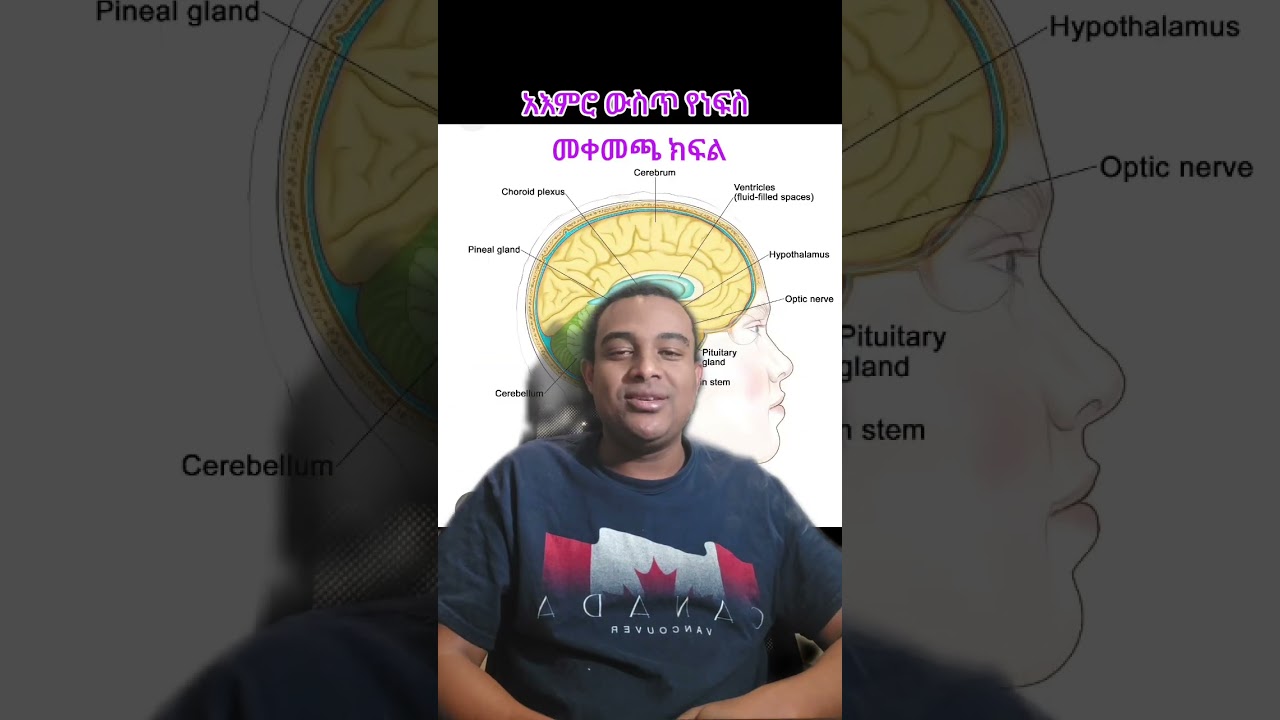 አእምሯችን ውስጥ የሚገኘው የነፍስ መቀመጫ ክፍል