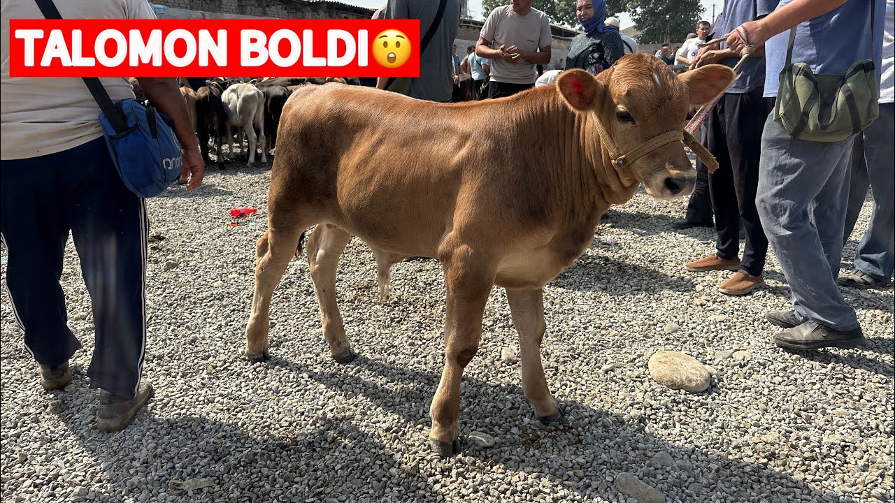 NEGA BU BUQA TALOMON BOLDI ‼️KORING