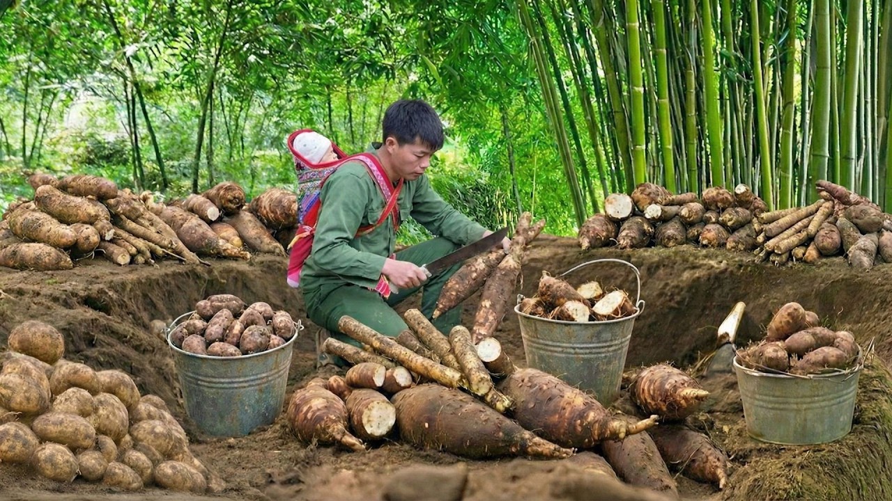 Harvesting Wild Roots in the Forest and Bringing Them Home to Cook Porridge for a Baby