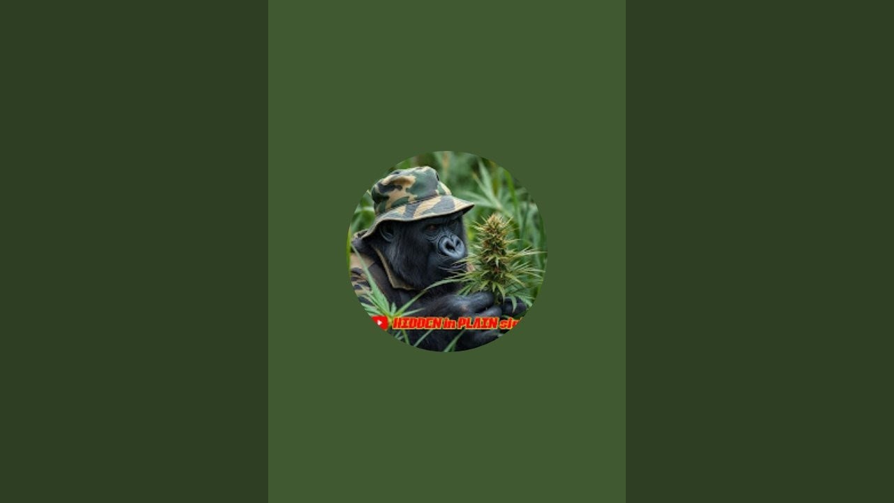 HIDDENinPLAINsight is live