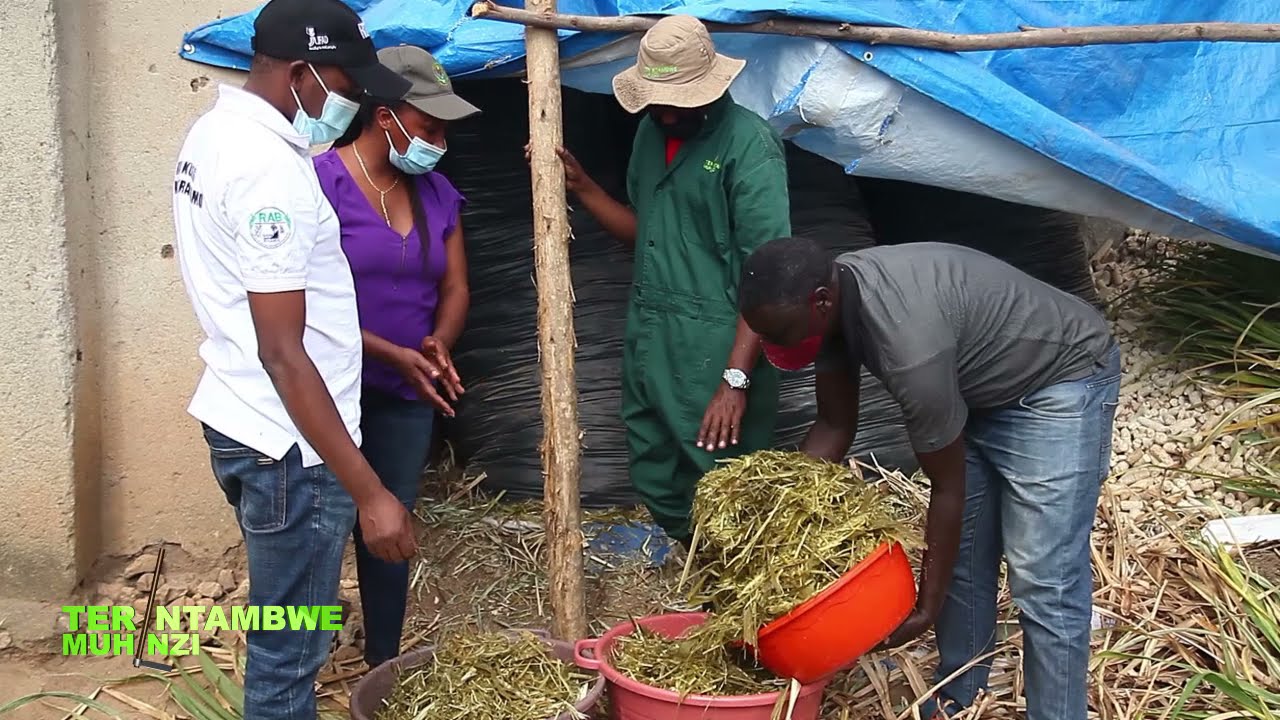 Sobanukirwa uburyo bwo kugaburira inka bwongera umukamo | Tera Intambwe Muhinzi