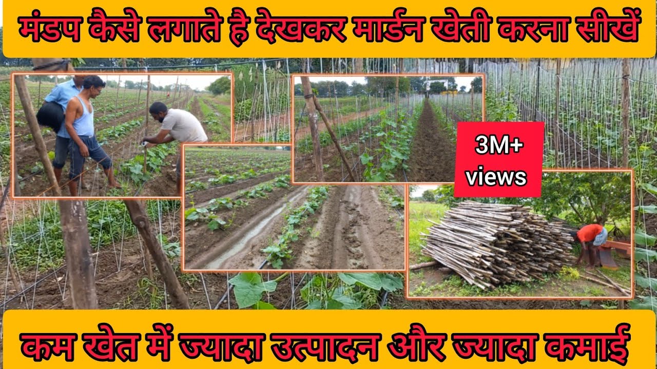 मंडप कैसे लगाते हैं देखकर मार्डन खेती करना सीखे #galka #turaikisabji #turaikikheti #khirakikheti #1k