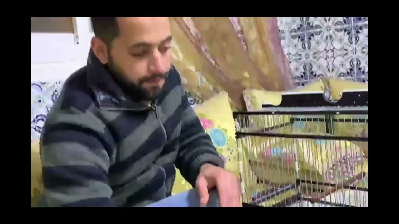 #قفص_ملكي #طائر_البلبل#صناعة_يدوية #قفص_الحسون