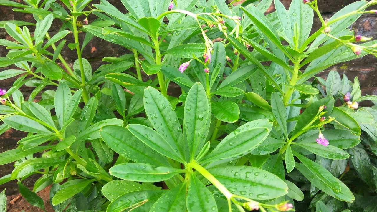 इस पालक को एक बार लगाएँ और साल के बारहो महीने खाएँ || Ceylone spinach/ Sweet heart/ Surinam Purslane