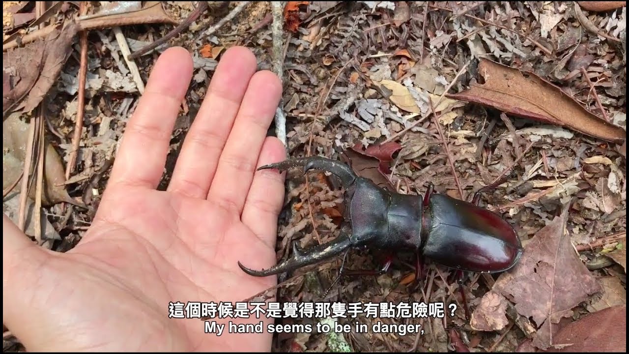 昆蟲擾西上課了！巨顎叉角上手實況！Hexarthrius mandibularis climbing on you！