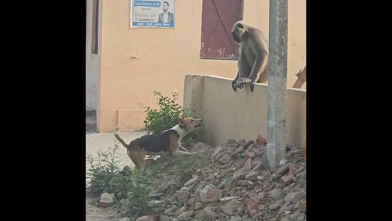 dog monkey fight 