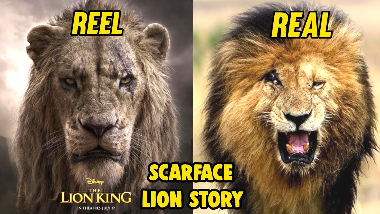 True Story Of Scar Lion In Tamil|On Vtg!