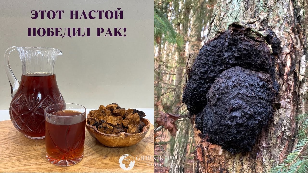 ЧАГА! КАК ПРИГОТОВИТЬ ЛЕЧЕБНЫЙ НАСТОЙ?! СКАЖИ БОЛЕЗНЯМ НЕТ!!!