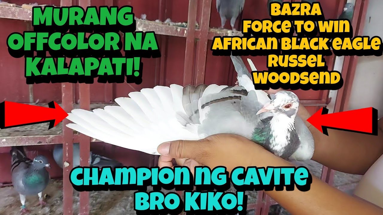 BREEDER NG PURE AFRICAN BLACK EAGLE NG DASMA CAVITE! FOR SALE NA MGA IBON SILIPIN NATIN!