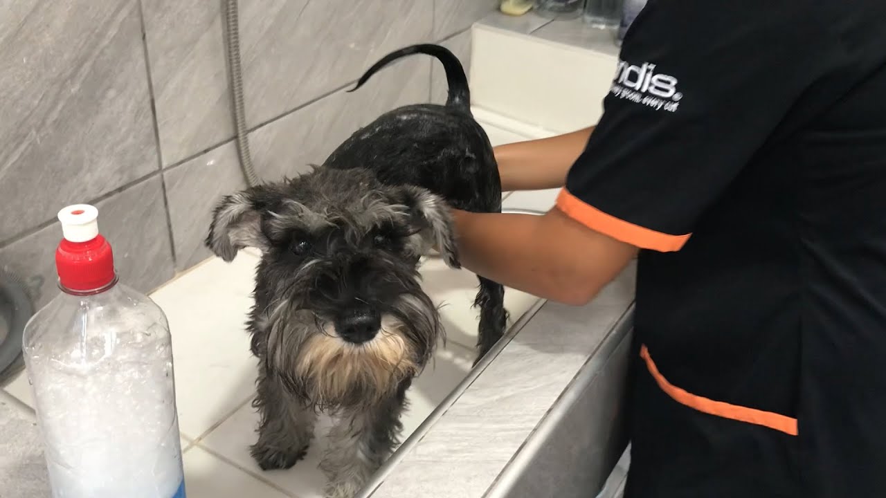 Aprende a bañar a tu mascota en casa