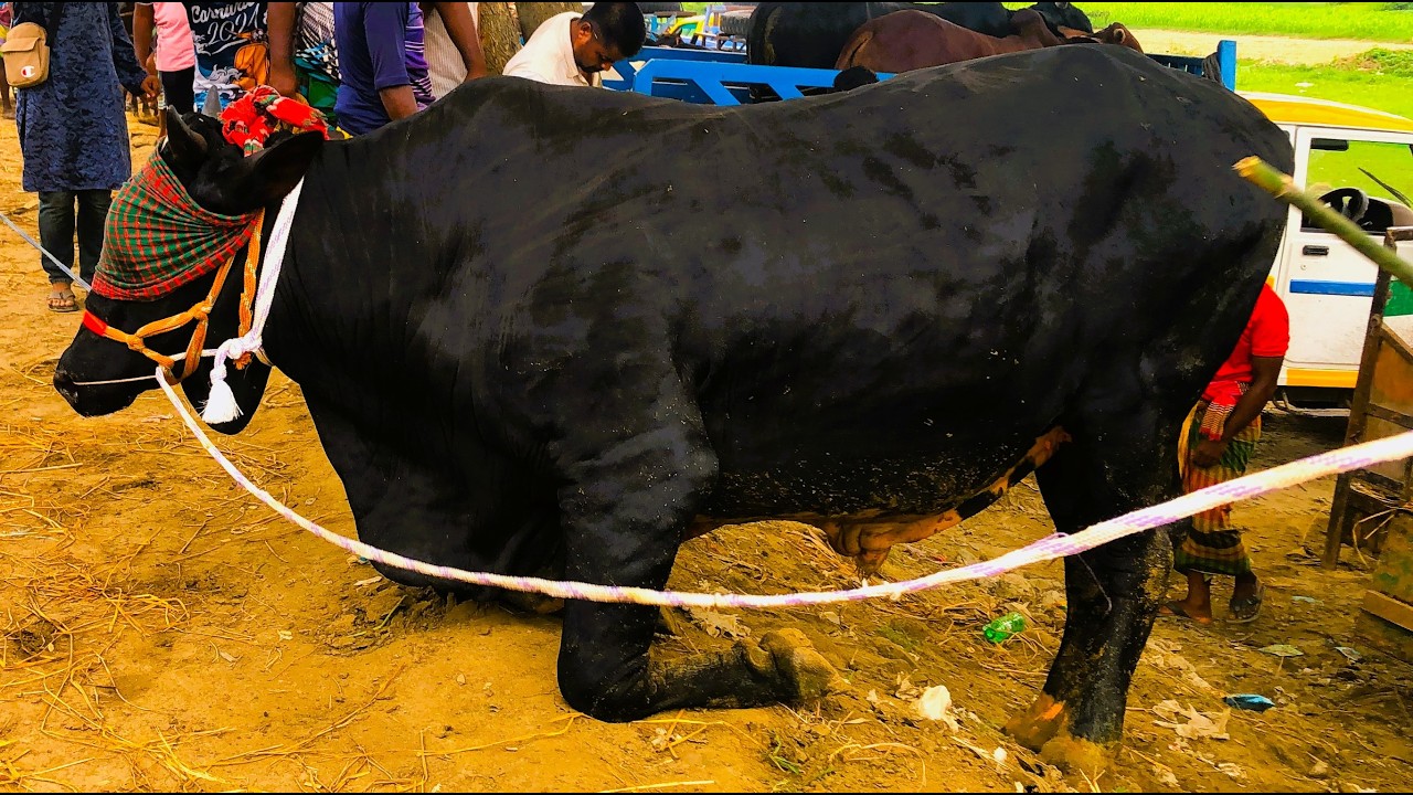 Cow unloading, cow videos, cow video, animal, big cow, goru hamba cow, Ep-299