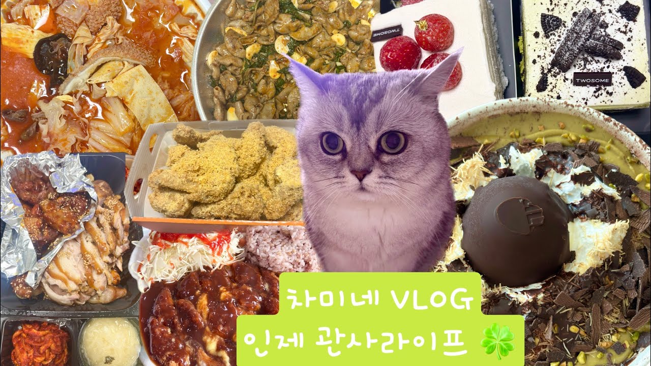 차미네 VLOG)천근만근 이번주 😵‍💫 /인제고냥이 차미 💗/인제관사라이프⭐️/브리티쉬숏헤어/차미네집밥로그