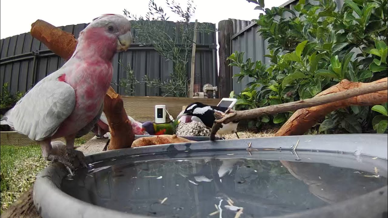 Australian Bird Bath Cam | 7/2/26 | magpie lark | galahs | drinking | bath time | cat tv | lorikeets