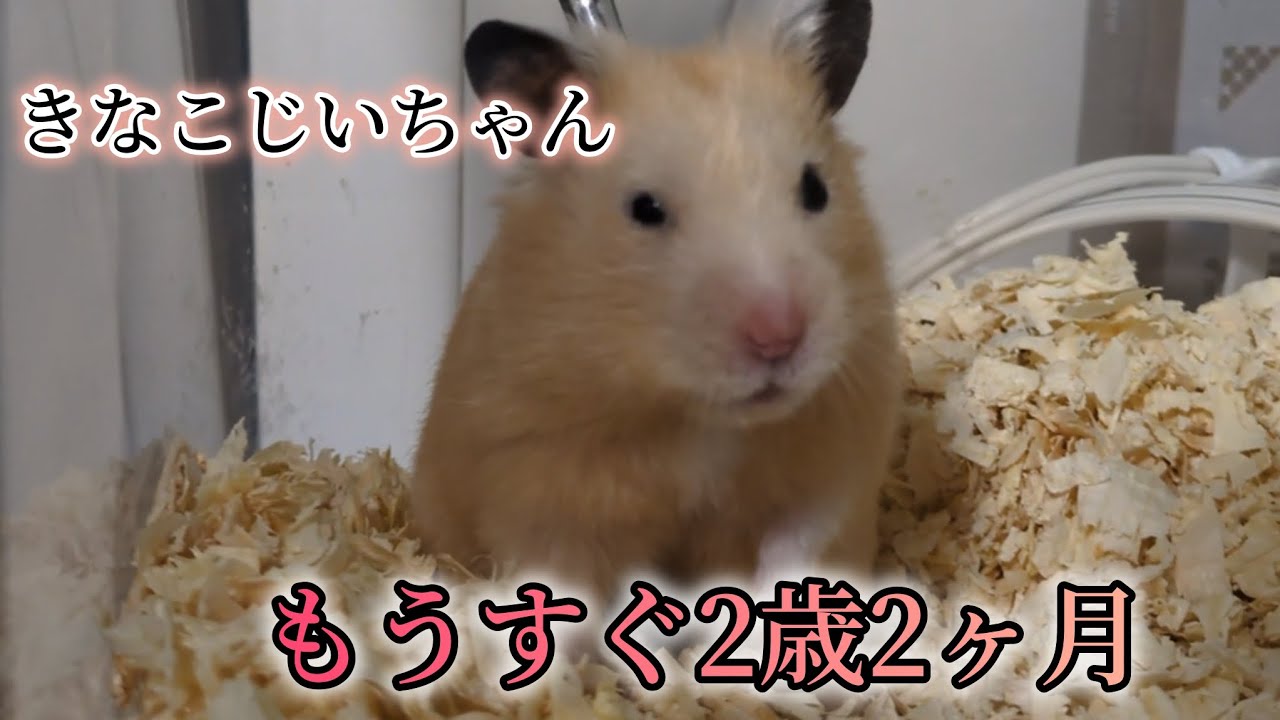 きなこ君