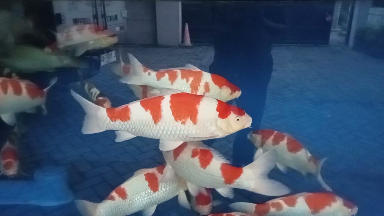 Ikan Koi Karantina Sementara 