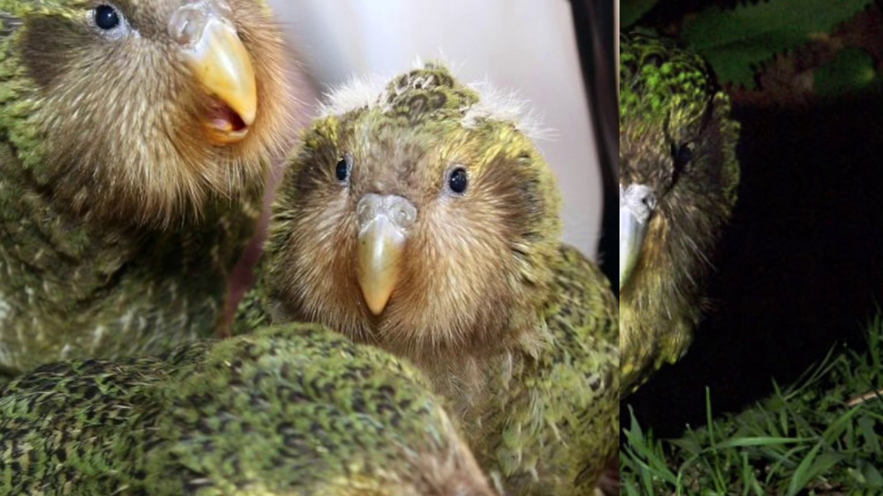 The Kakapo Recovery