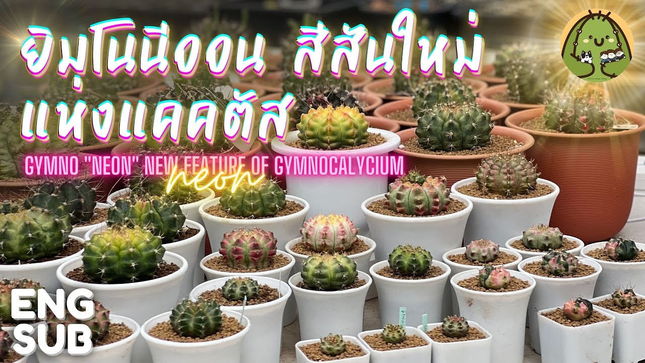 [ENG SUB] ยิมโนนีออน สีสันใหม่แห่งแคคตัส Gymno 