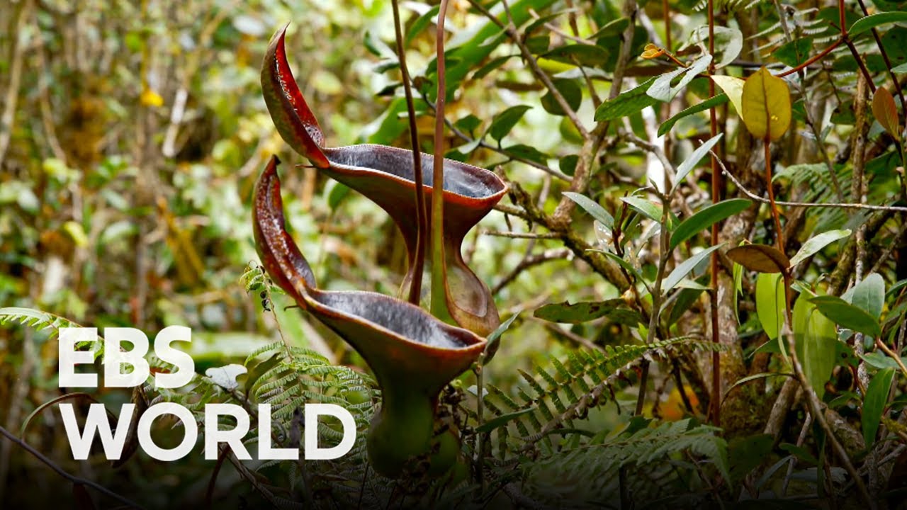 End Boss of the Amazing Plant Evolution! What is Nepenthes's Survival Tactic that Attracts Animals?