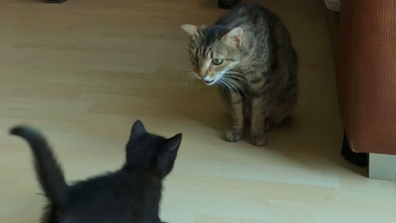 Mommy cat calling her sleeping babies for breakfast!