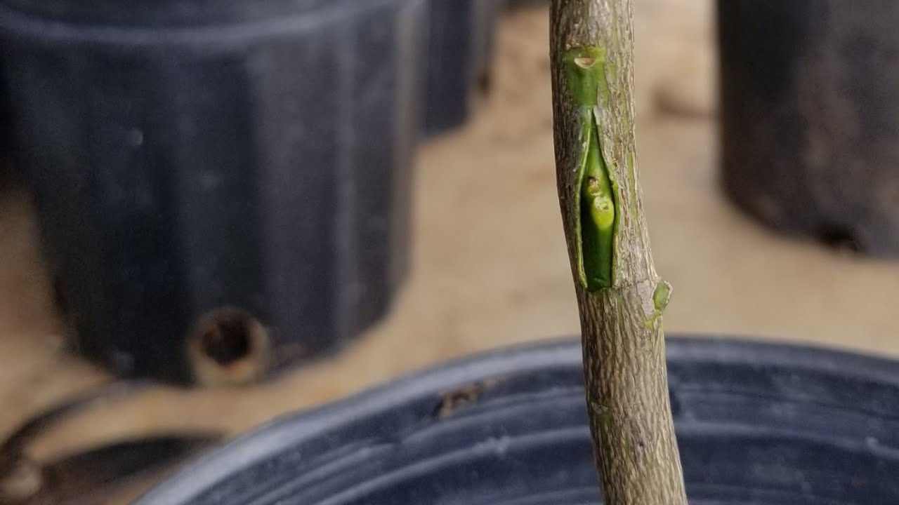 bud grafting citrus