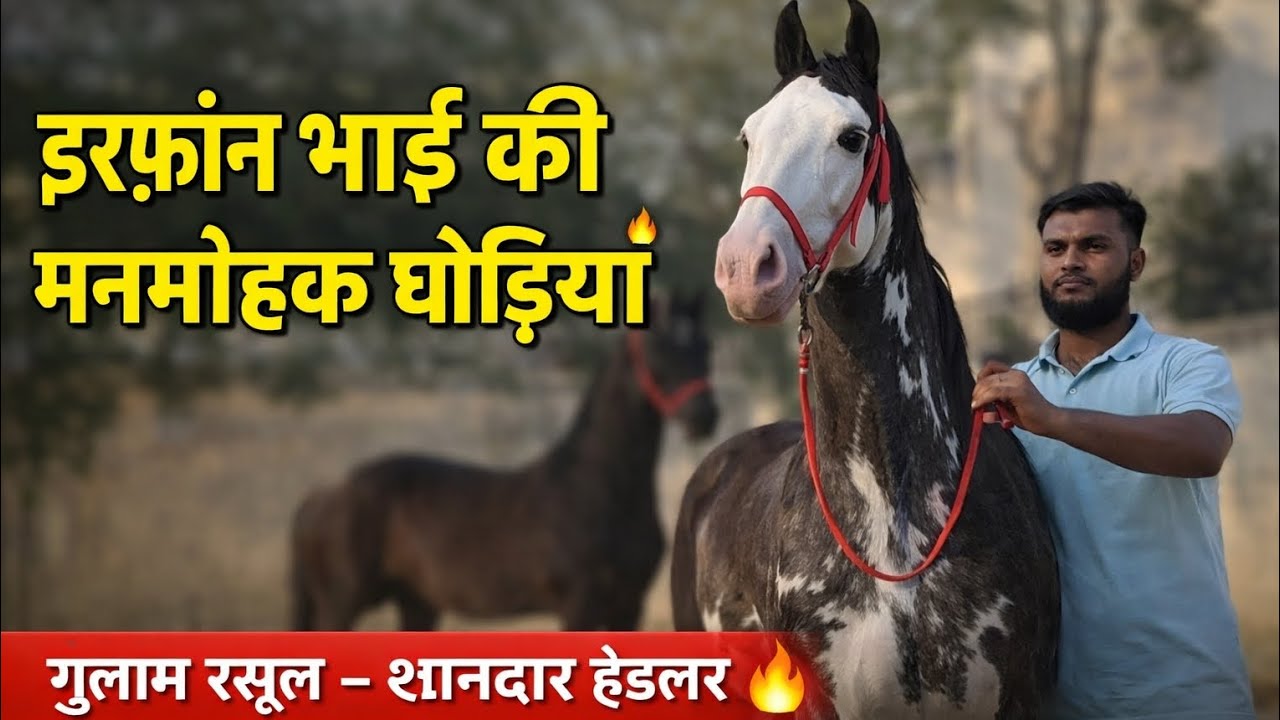 इरफ़ान व्यापारी की घोड़ियों का क्या कहना, 7007593674