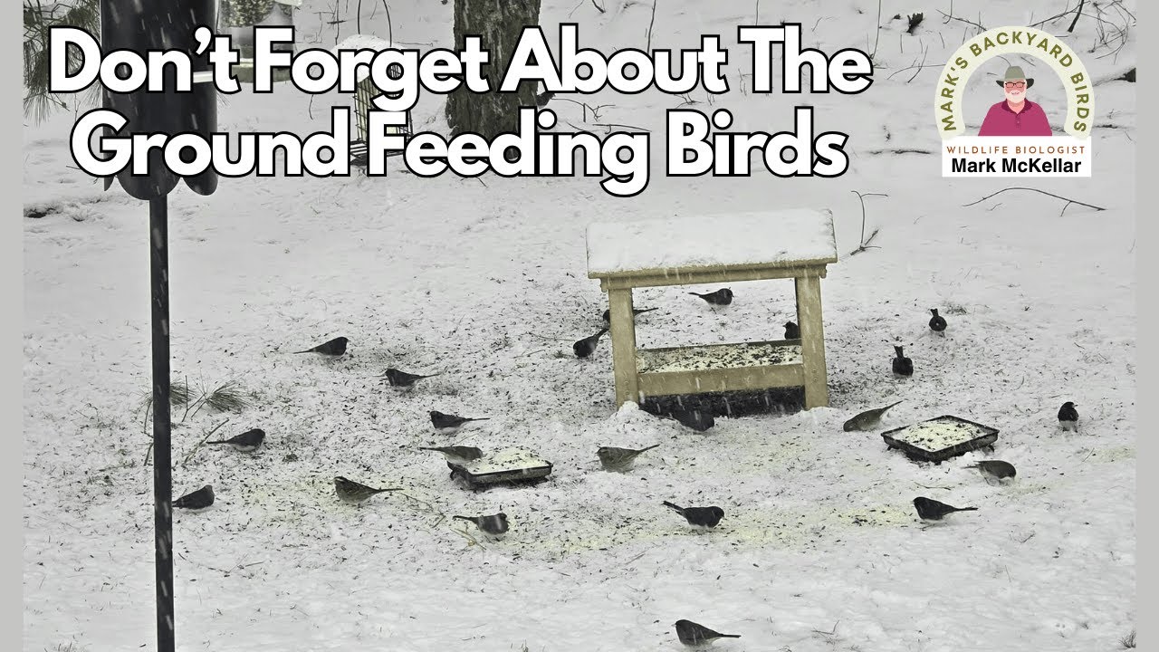 What's the BEST Way to Feed Ground Birds