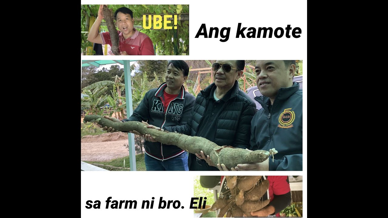 KAMOTE SA FARM NI BRO. ELI