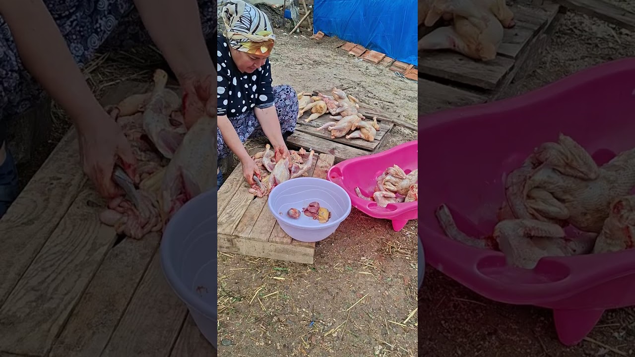 Ramazanda iftara hazırlık için köy tavuğu temizliyom arkadaşlar👍