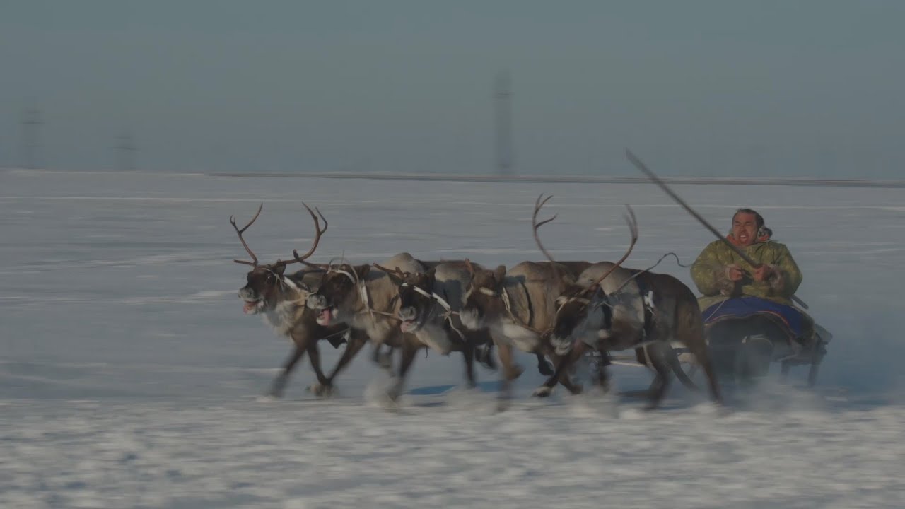 ФОРСАЖ ПО-ЯМАЛЬСКИ / Гонки на оленьих упряжках в районе ГП-6 ЯНГКМ.