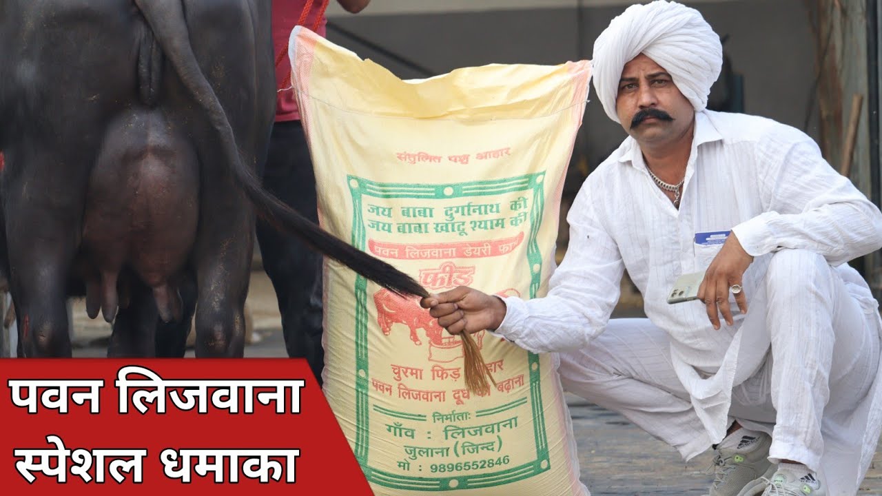 पवन लिजवाना स्पेशल धमाका, तैयार दूध की 14 भैंसे एक ही जगह || Pawan Lijwana Dairy Farm (9996612846)
