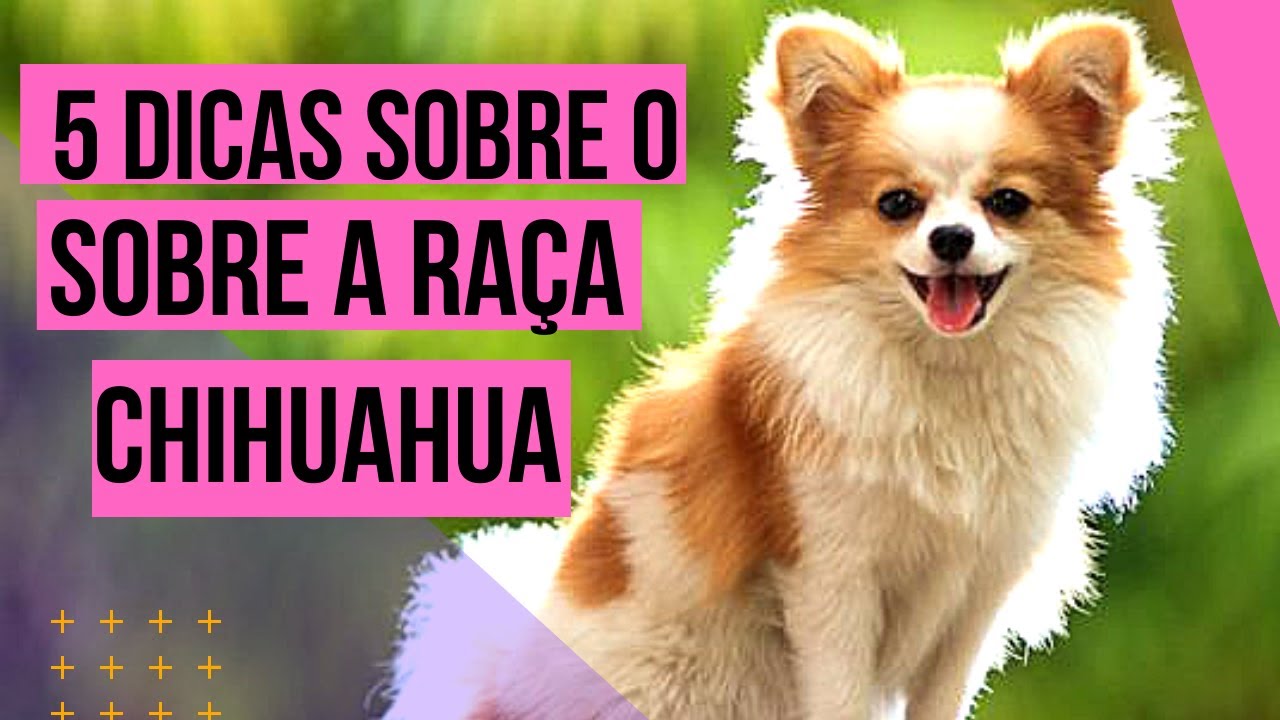 Cuidados Com Chihuahua / 5 Dicas Importantes Para quem tem Chihuahua ou Pensa Em Ter - Saiba Mais...