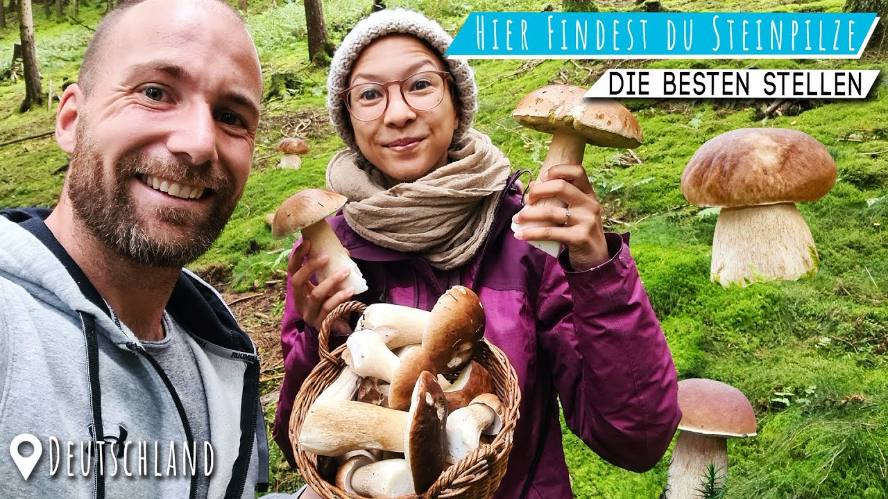 Pilze sammeln 🍄 Steinpilze finden und zubereiten.