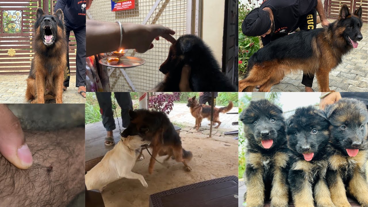 New puppy le liya🥳german shepherd aur labrador ki fight ho gayi😳aggressive dog kennel🥶