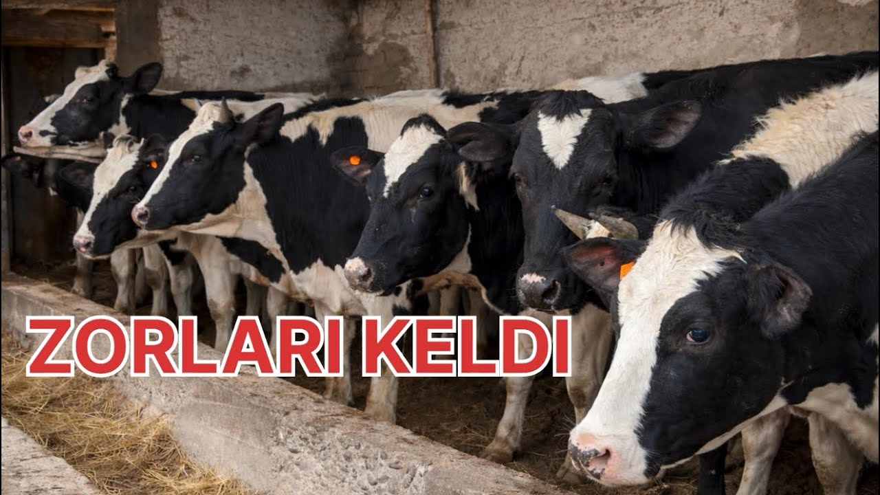 ✈️KONGLI BOSHLAR KORMASIN🔥15BOSH BUGOZ 10BOSH QOCHISHGA TAYYOR ✅RAS PARODA💰💰