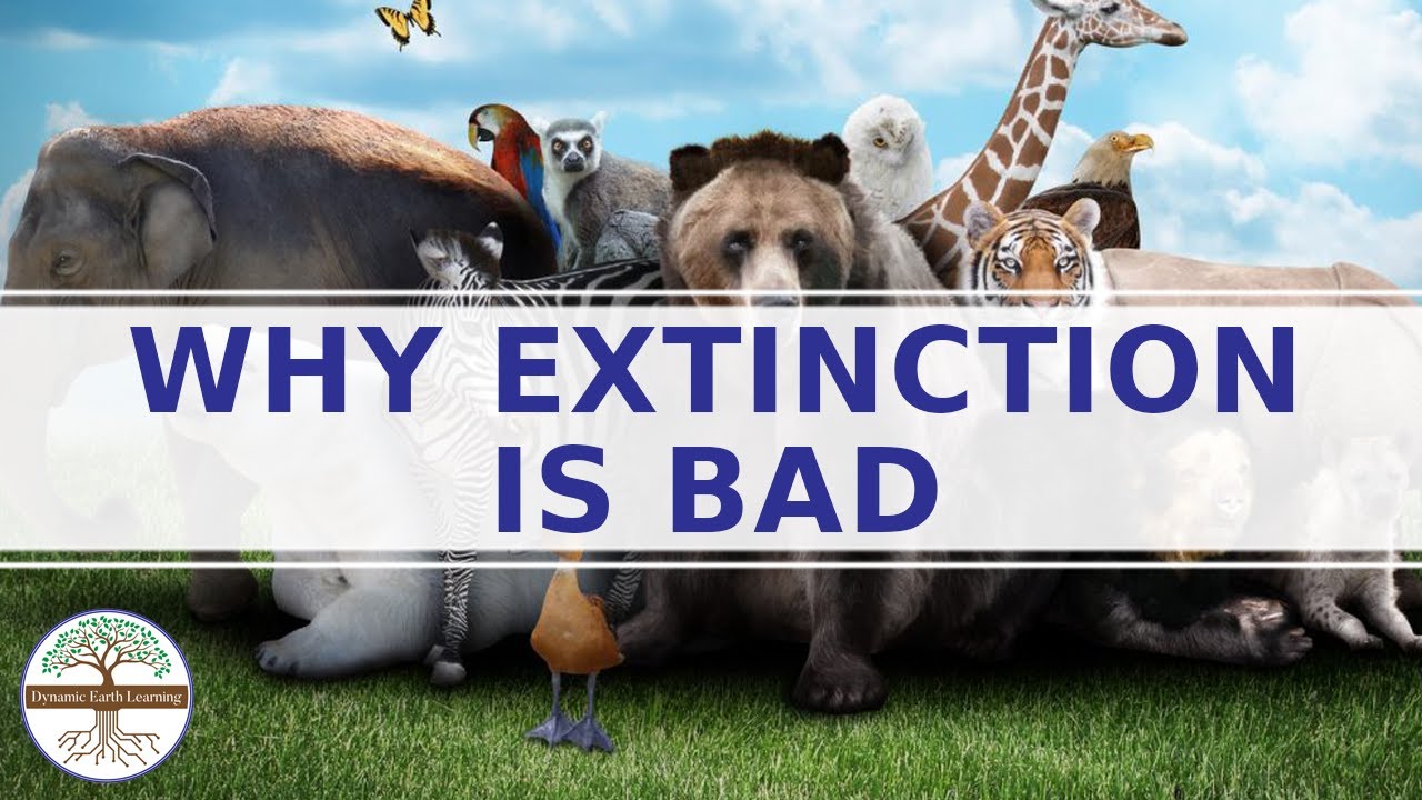 Animal Extinction - Видео для объяснения экологических наук - Racing Extinction