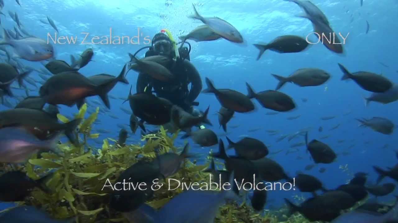 White Island Diving, New Zealand. Join Dive White at one of New Zealand's ultimate dive locations.s.