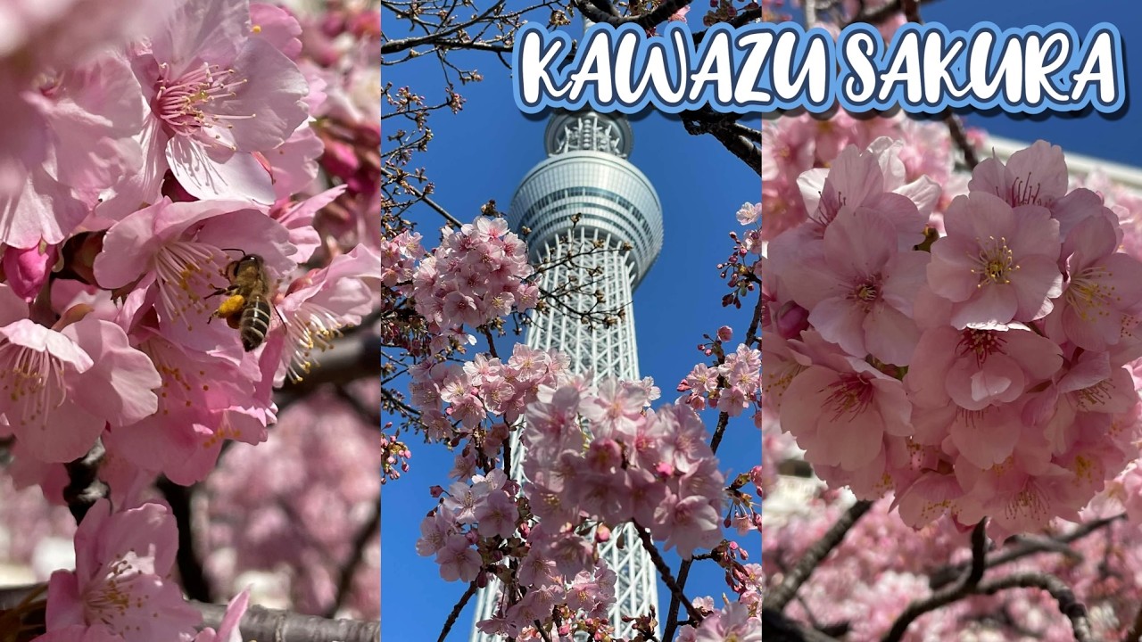 KAWAZU SAKURA / OLD NAKAGAWA RIVER / TOKYO SKYTREE / PINOY ENGINEER IN JAPAN