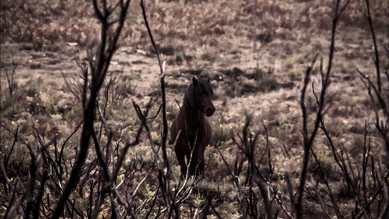 Garrano | Urze de Lume