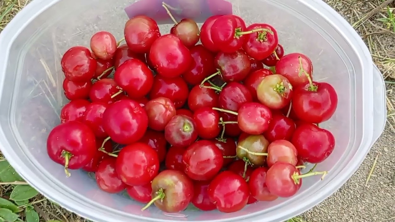 Olha quanta coisa no mesmo dia na roça! Horta, goiaba, acerola e pintinhos.🐣